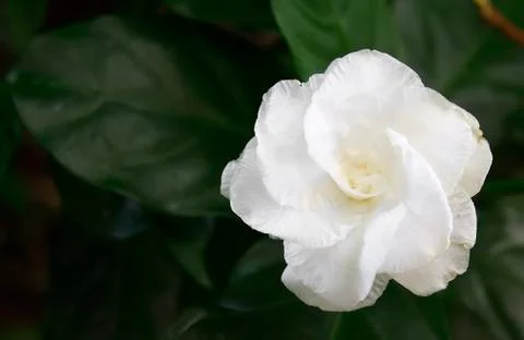 White flower Stock Photos