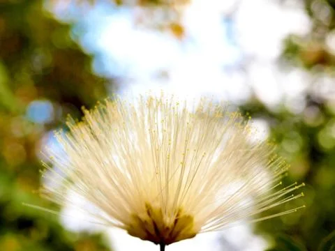 White flower Stock Photos