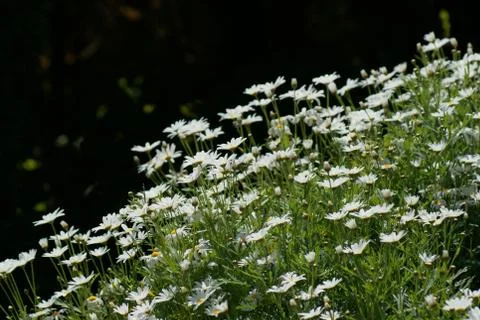 White flower Stock Photos