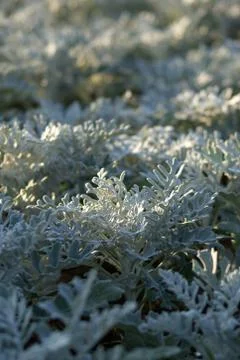White flower Stock Photos