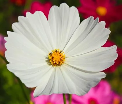 White flower. Stock Photos