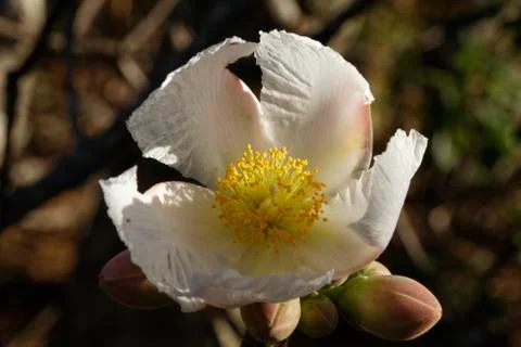 White flower  Stock Photos