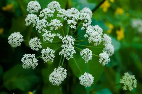 White flower Stock Photos