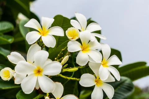 White flower Foto stock