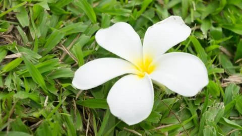 White flower Stock Photos
