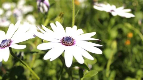 White flower Foto stock