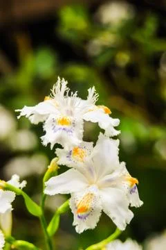 White flower Foto stock