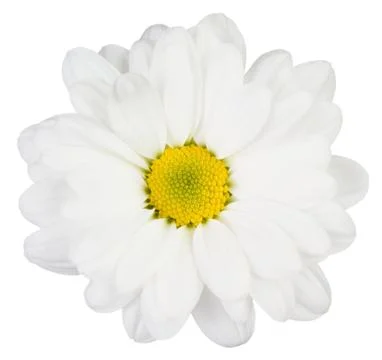 White flower Stock Photos