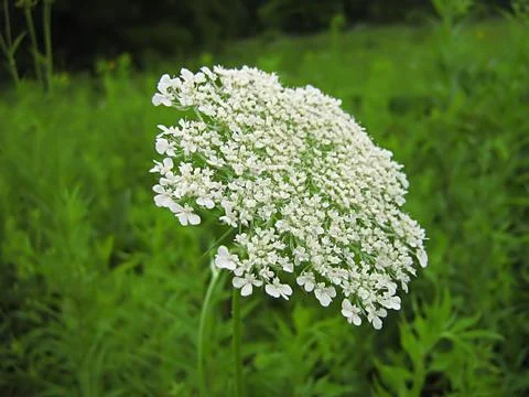 White Flower Stock Photos