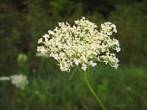 White Flower Stock Photos