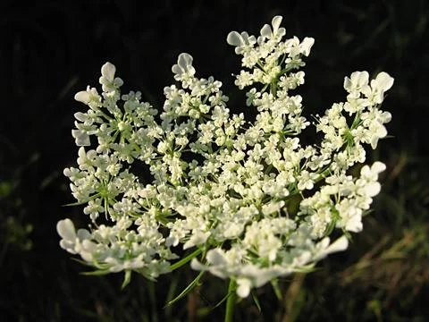 White Flower Stock Photos