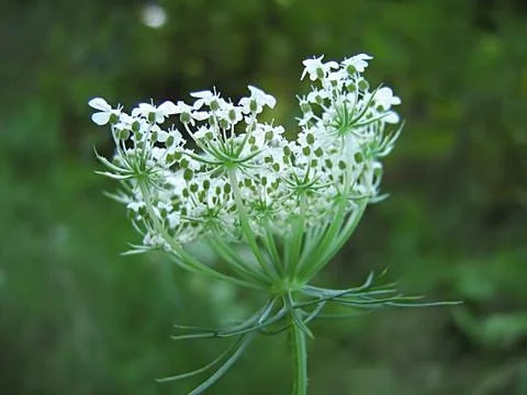 White Flower Stock Photos