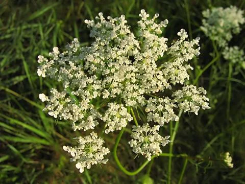 White Flower Stock Photos