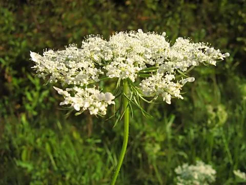 White Flower Stock Photos