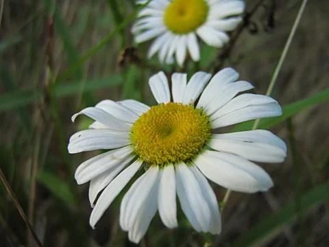 White Flower Stock Photos
