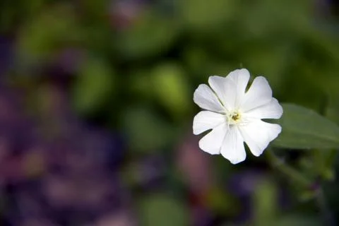 White flower Stock Photos