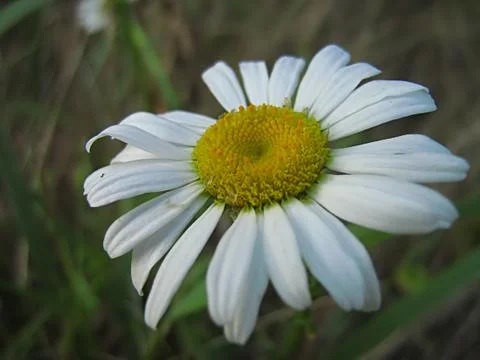 White Flower Stock Photos