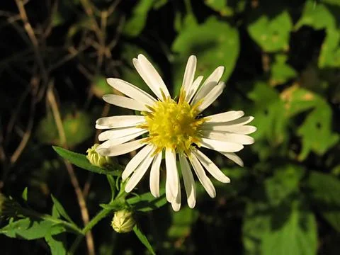 White Flower Stock Photos