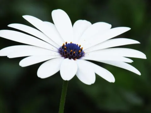 White flower Photos