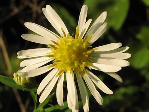 White Flower Stock Photos