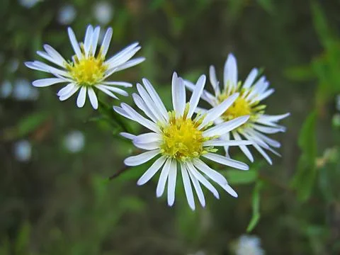 White Flower Stock Photos
