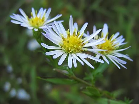 White Flower Stock Photos