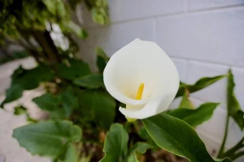 White Flower Stock Photos