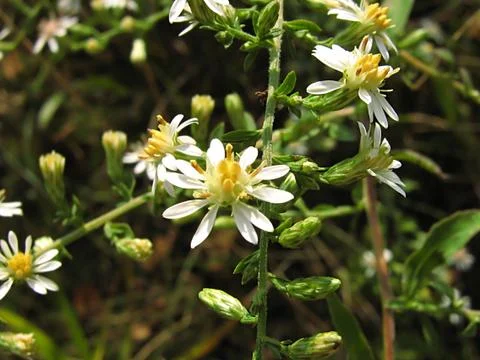 White Flower Stock Photos