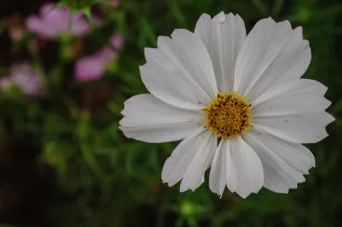 White flower Stock Photos
