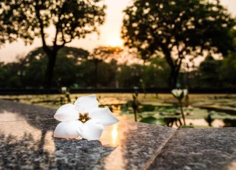 White  flower 库存照片