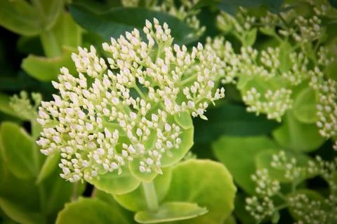 White flower Stock Photos