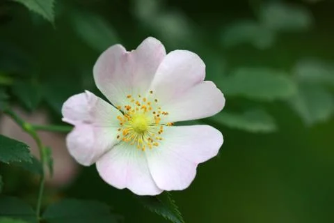 White flower Stock-Fotos