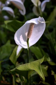 White flower Stock Photos