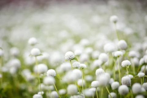 White flower Stock Photos