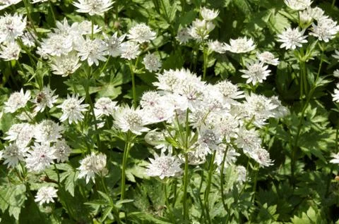 White flower Stock Photos