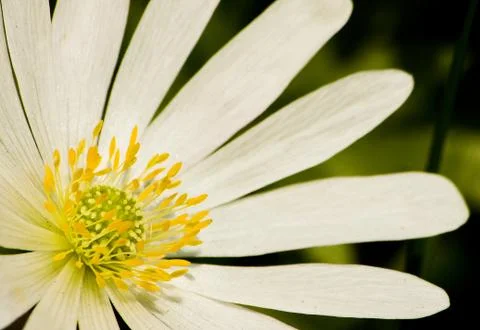 White flower Stock Photos