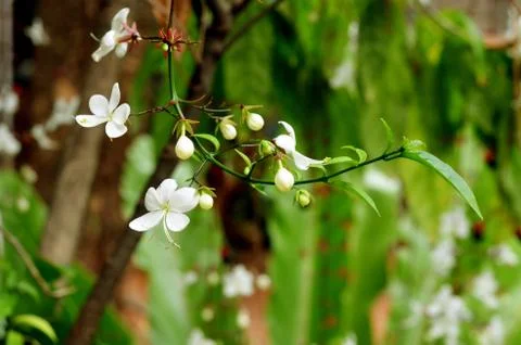 White flower Stock-Fotos