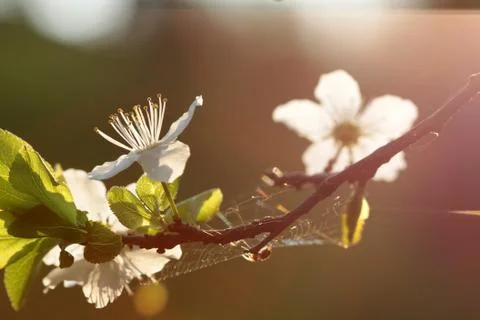 White flower Stock Photos