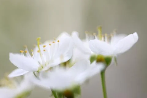 White flower 스톡 사진