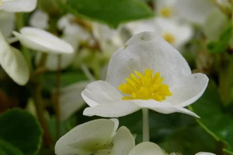 White flower Stock Photos