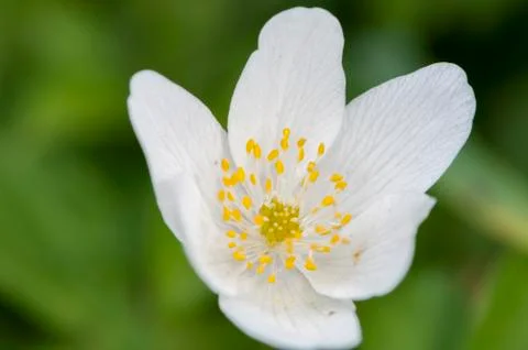 White flower 写真素材