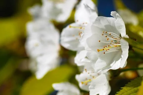 White flower Stock Photos