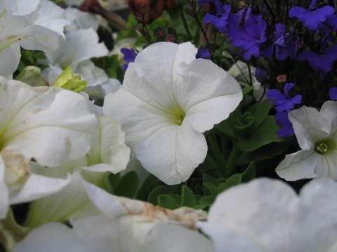 White Flower Stock Photos