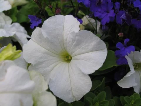 White Flower Foto stock