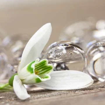 White flower Stock Photos