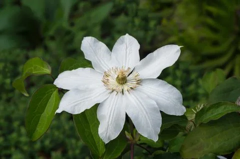White flower Stock Photos