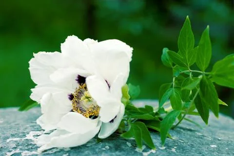 White flower Stock Photos