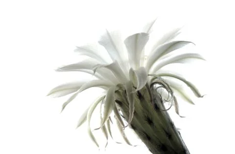 White flower Stock Photos