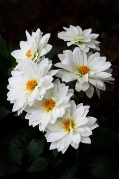 White flower Stock Photos