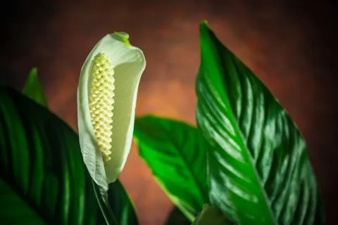 White flower Stock Photos